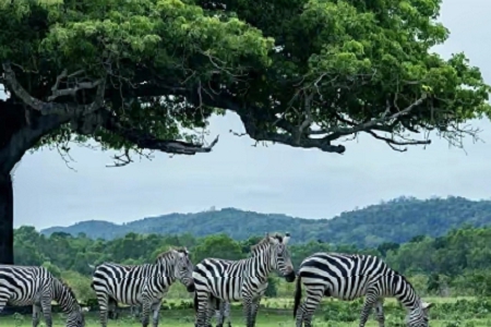 ����ؔ�ăɂ��ֹ�˾����