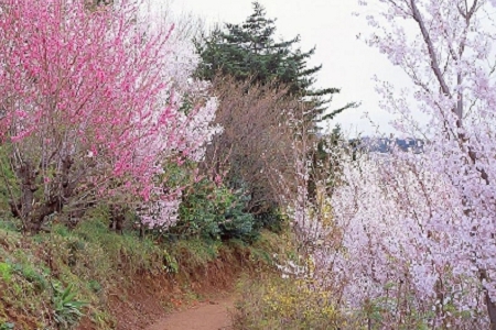 ��˾�������