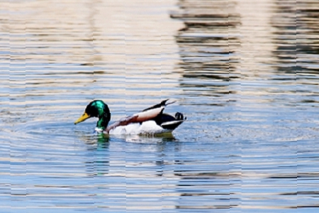 ע�ԾW�j�Ƽ���˾��ʲô����