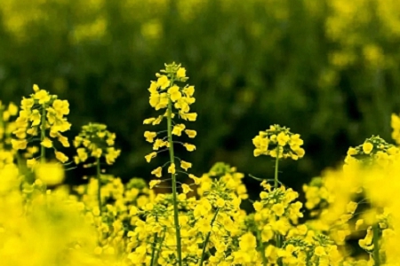 寓意生意越做越大的名字