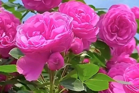 ��I(y��)�����W(w��ng)���M(f��i)ȡ����ȫ