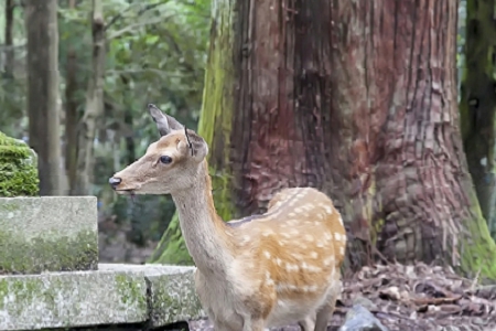 ����Ԣ����֙CƷ������