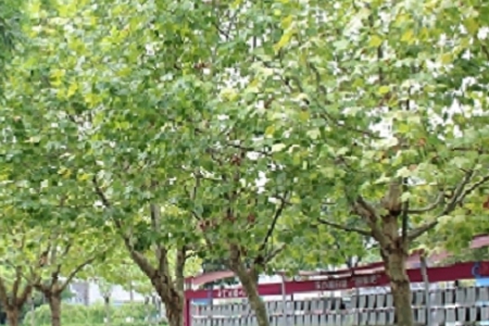 ���Եğ�����������ȫ