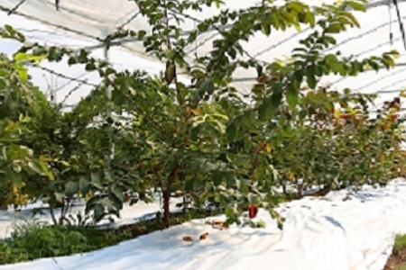 ���ğ��Ƶ�����ȡ����ȫ��