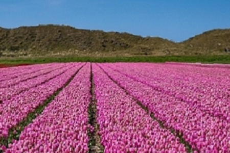 ���º� С�������ȫ